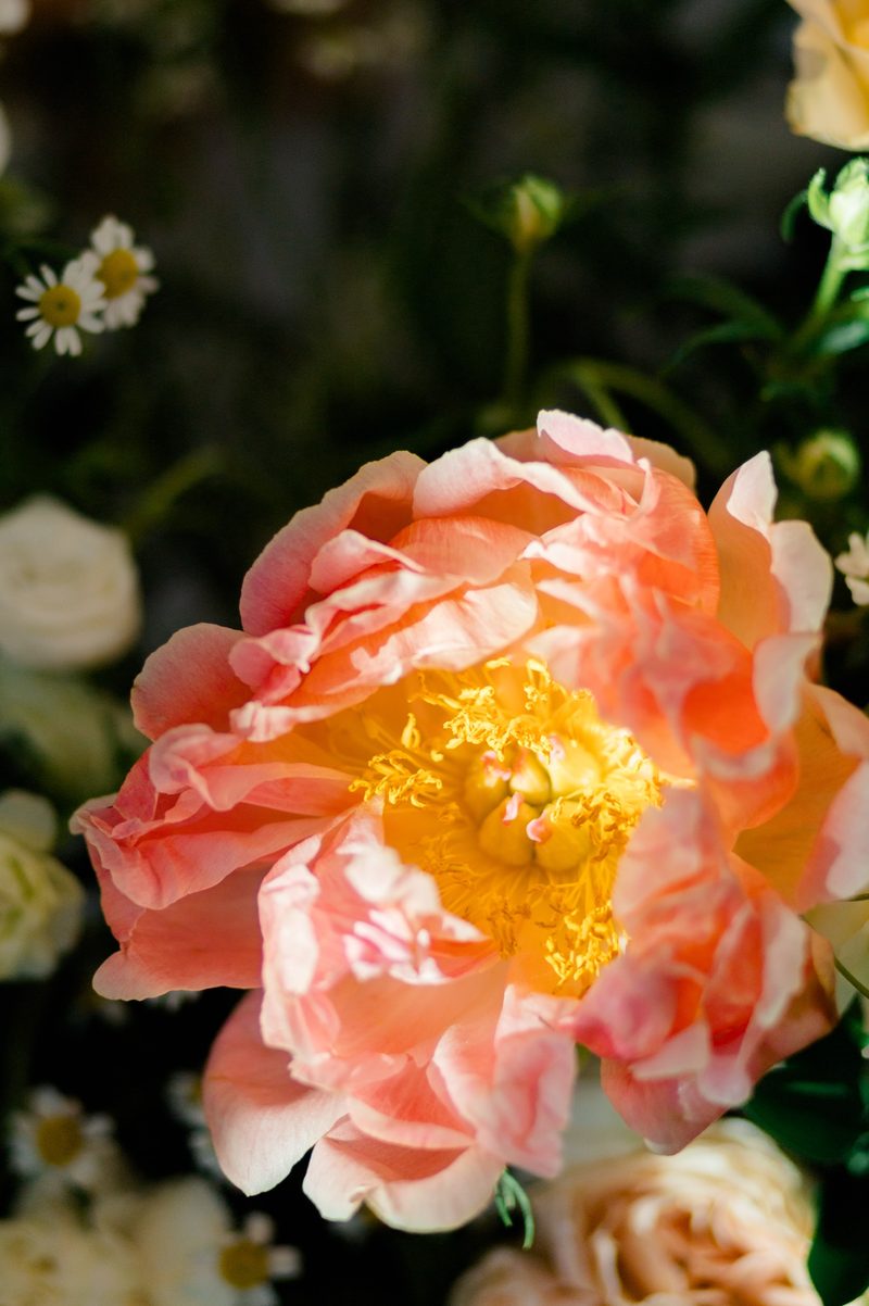 Coral peony with a yellow center among white wildflowers